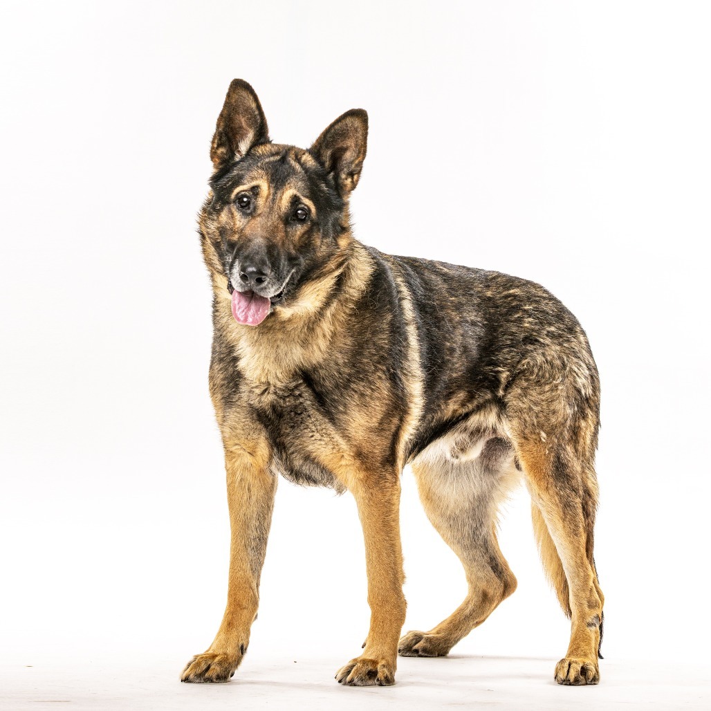 Cody, an adoptable German Shepherd Dog in Reno, NV, 89502 | Photo Image 3