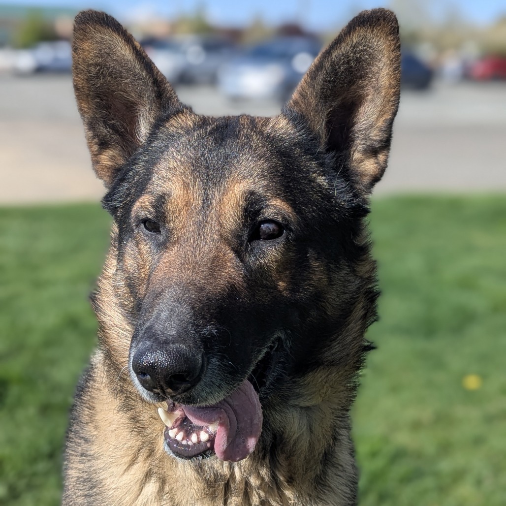 Cody, an adoptable German Shepherd Dog in Reno, NV, 89502 | Photo Image 4