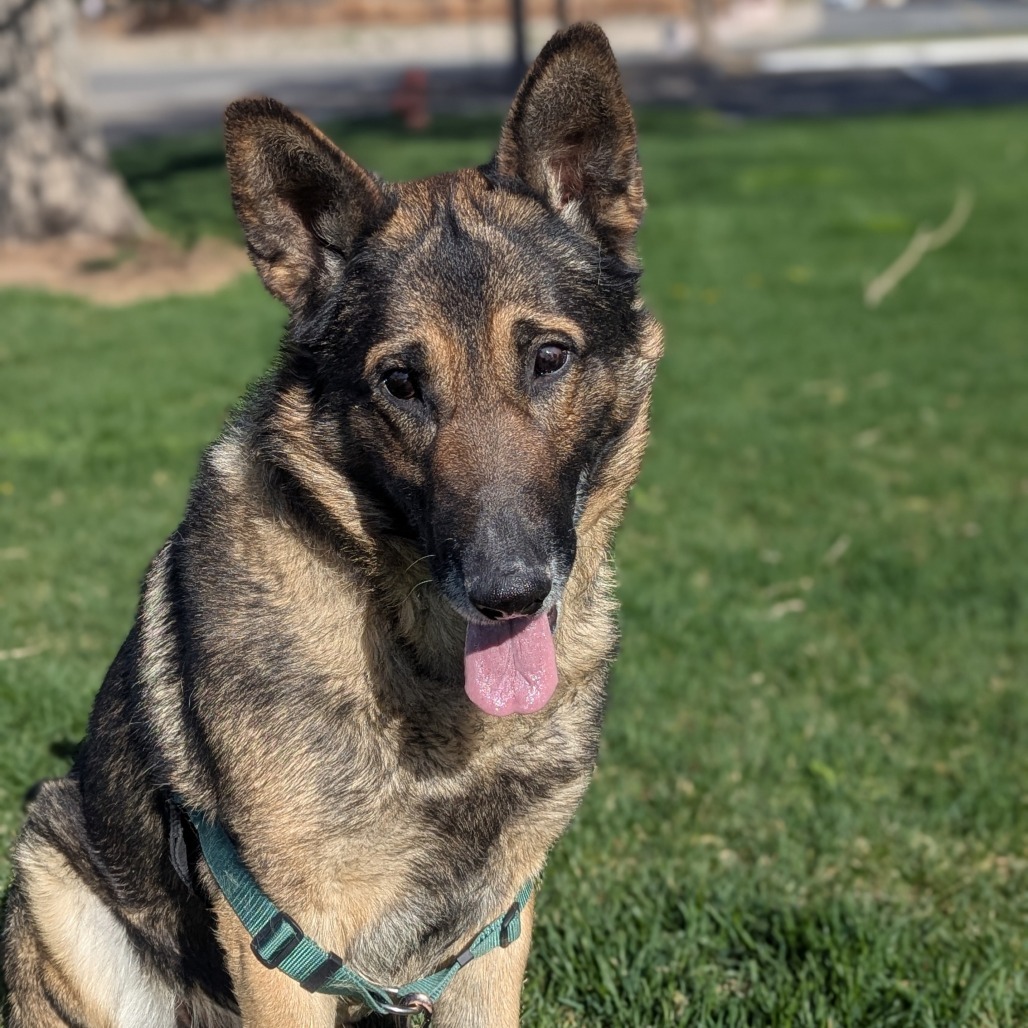 Cody, an adoptable German Shepherd Dog in Reno, NV, 89502 | Photo Image 5