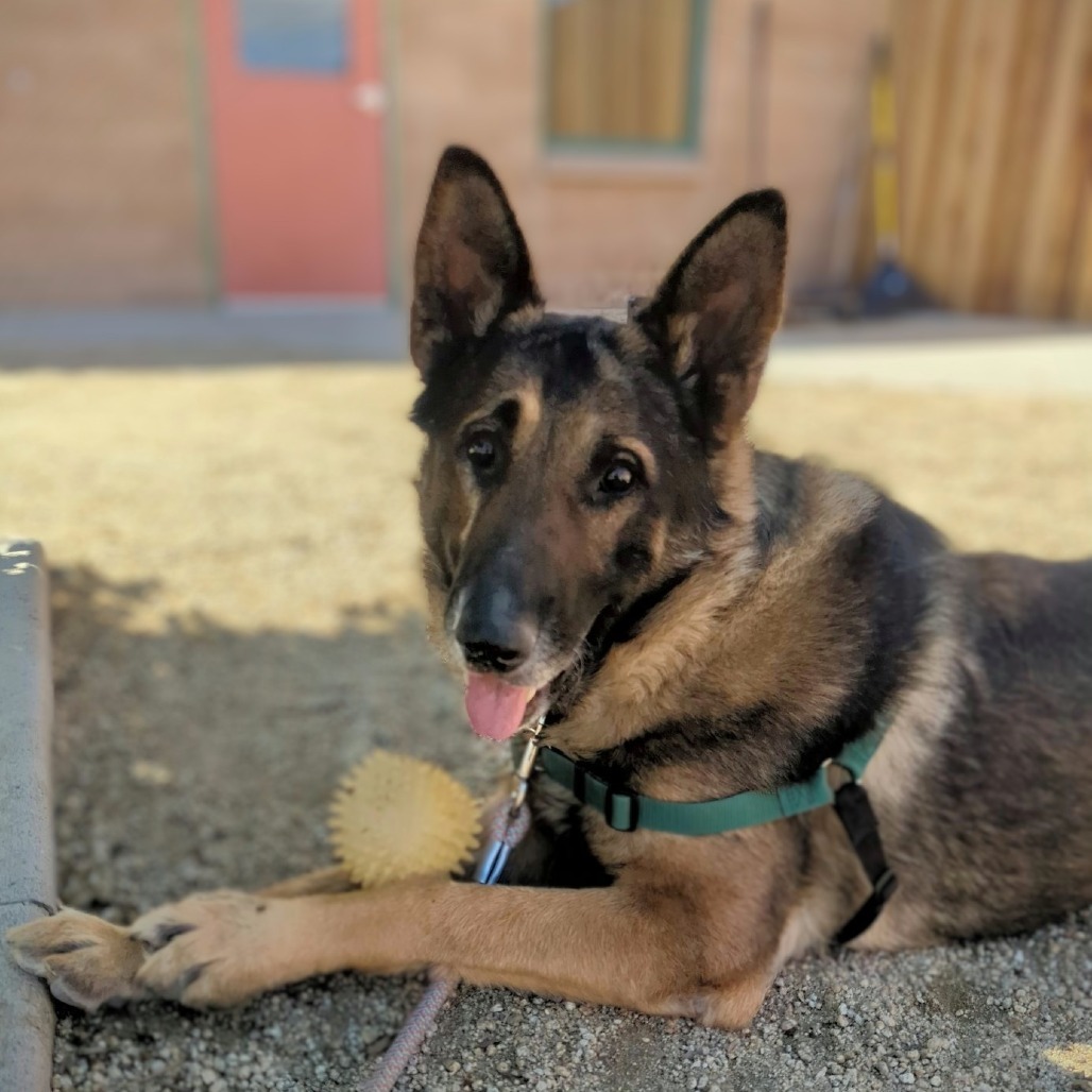 Cody, an adoptable German Shepherd Dog in Reno, NV, 89502 | Photo Image 6