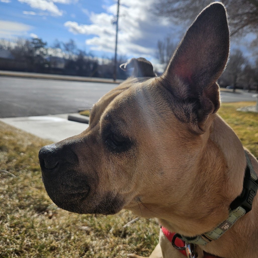 Ava