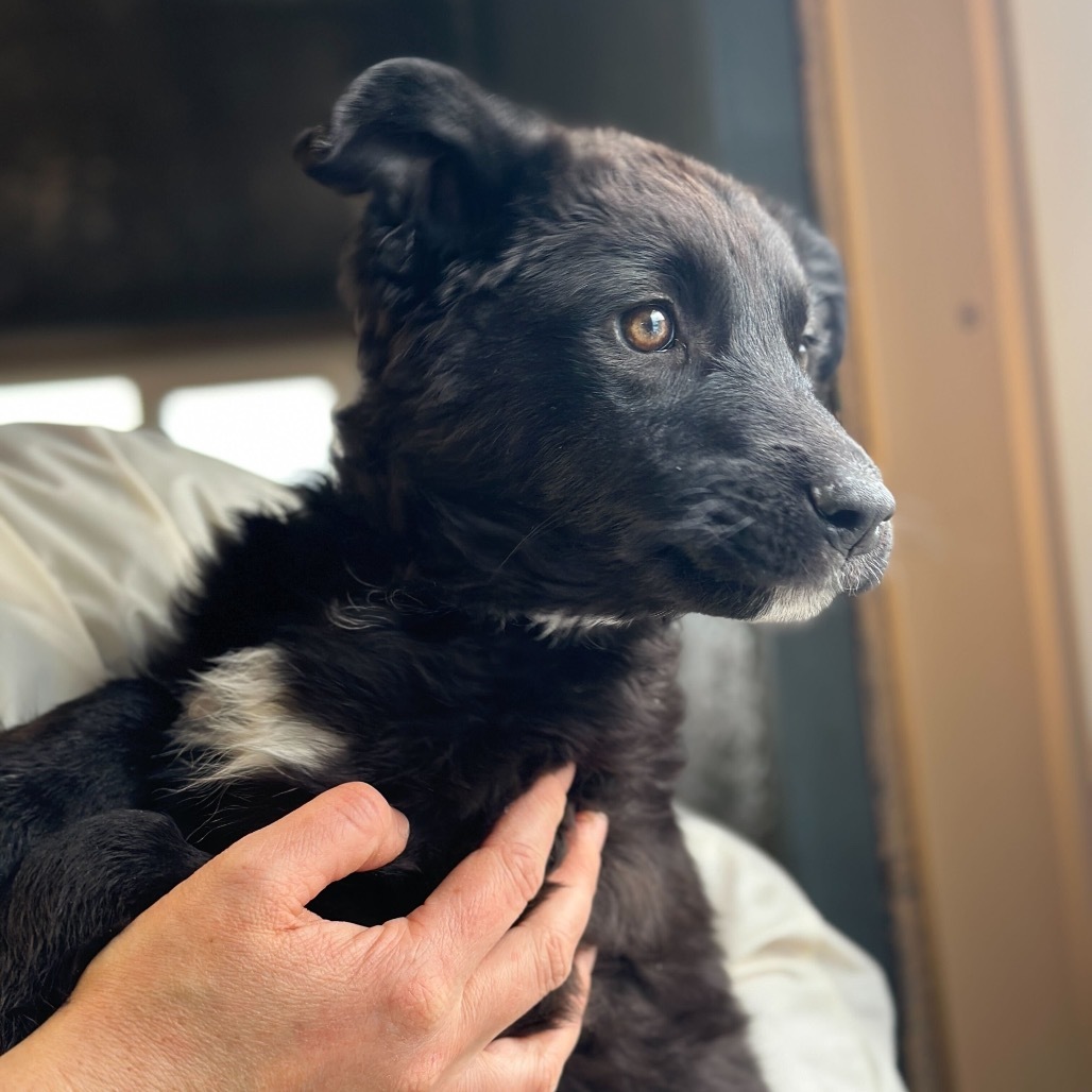 Butch, an adoptable Border Collie, Mixed Breed in Lander, WY, 82520 | Photo Image 1