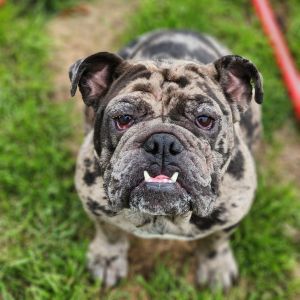 Please know that people with Bulldog experience and vet reference need only to apply Meet Princess
