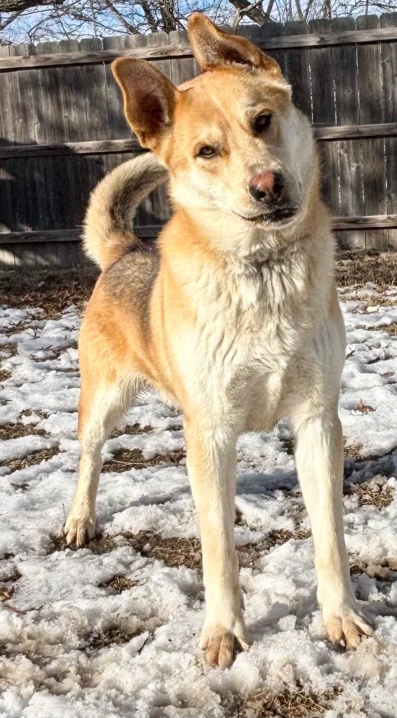 Dodger, an adoptable Shepherd in Great Bend, KS, 67530 | Photo Image 1