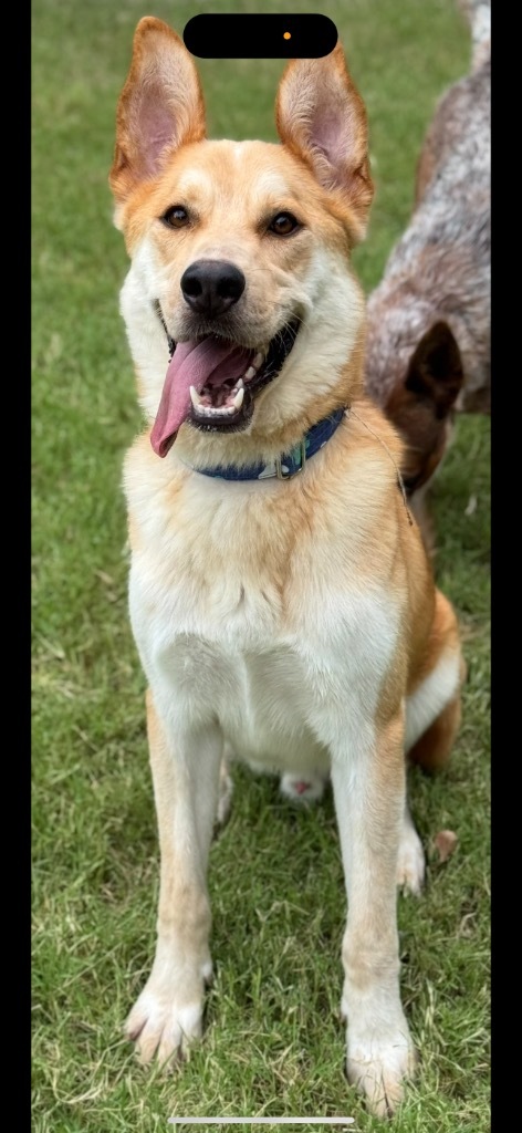 Dodger, an adoptable Shepherd in Great Bend, KS, 67530 | Photo Image 1