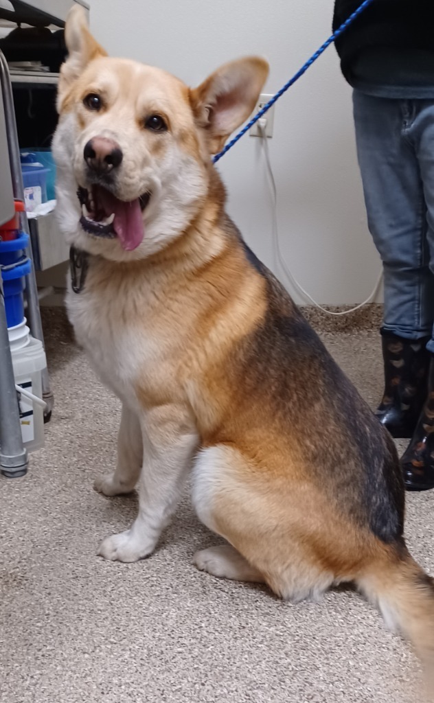 Dodger, an adoptable Shepherd in Great Bend, KS, 67530 | Photo Image 2