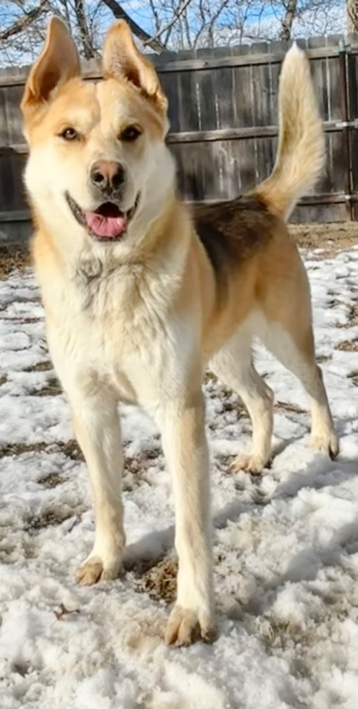 Dodger, an adoptable Shepherd in Great Bend, KS, 67530 | Photo Image 3
