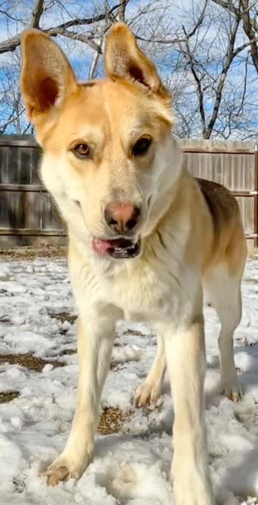 Dodger, an adoptable Shepherd in Great Bend, KS, 67530 | Photo Image 5