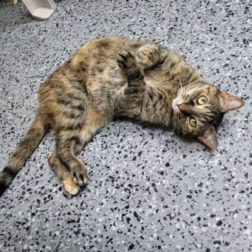 Tiggie 27047