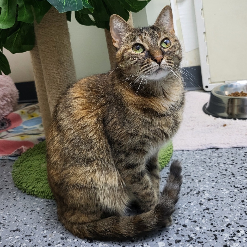 Tiggie 27047