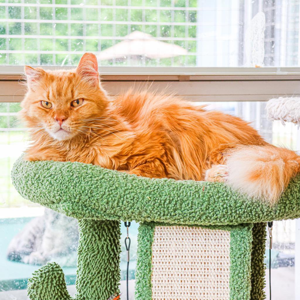 Handsome (Ollie)