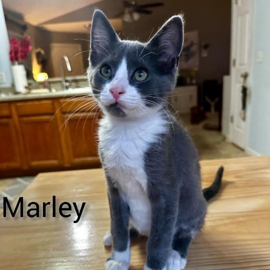 Marley