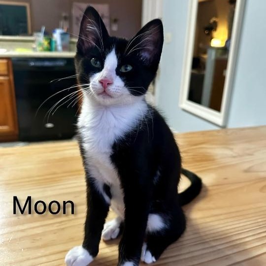 Moon