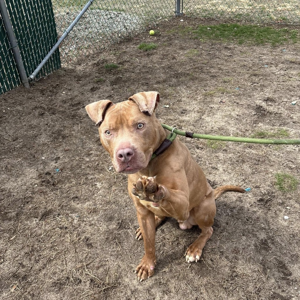 Jobe (In Foster)