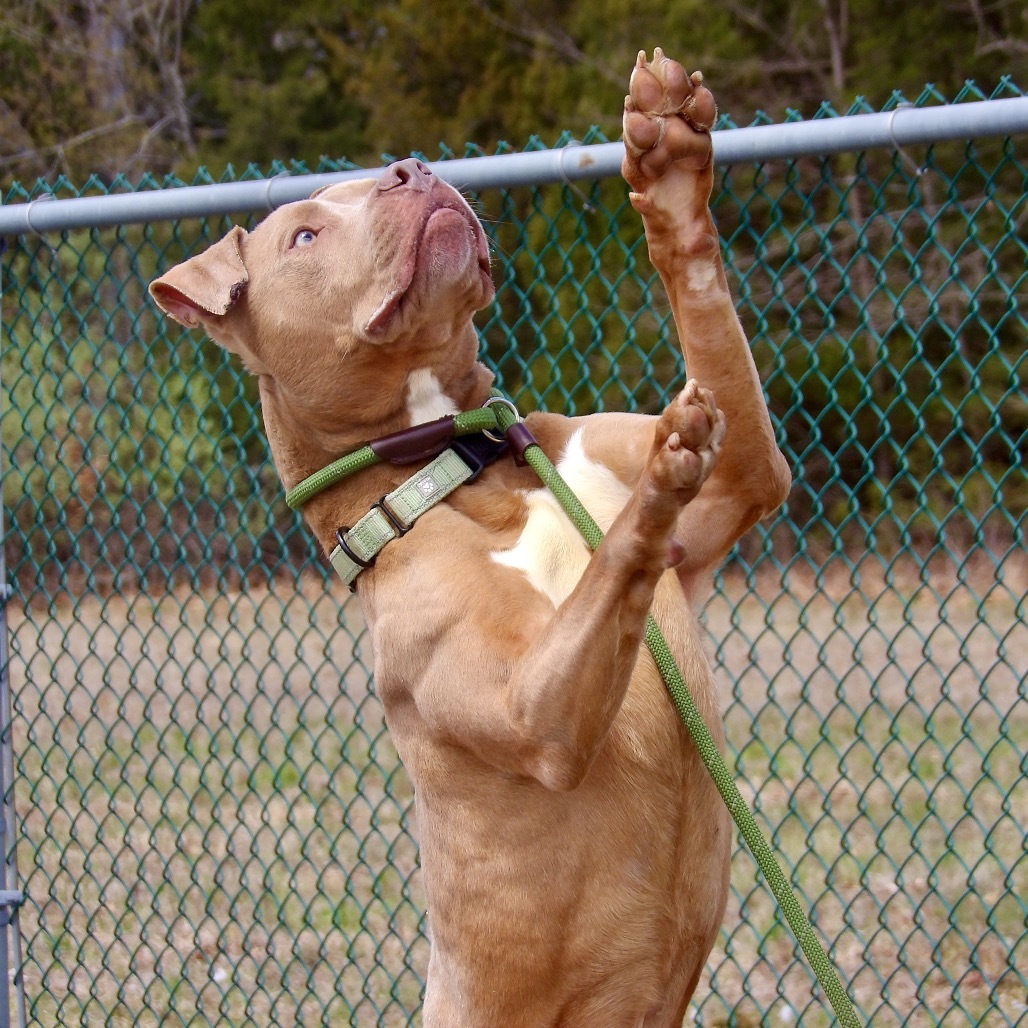 Jobe (In Foster)