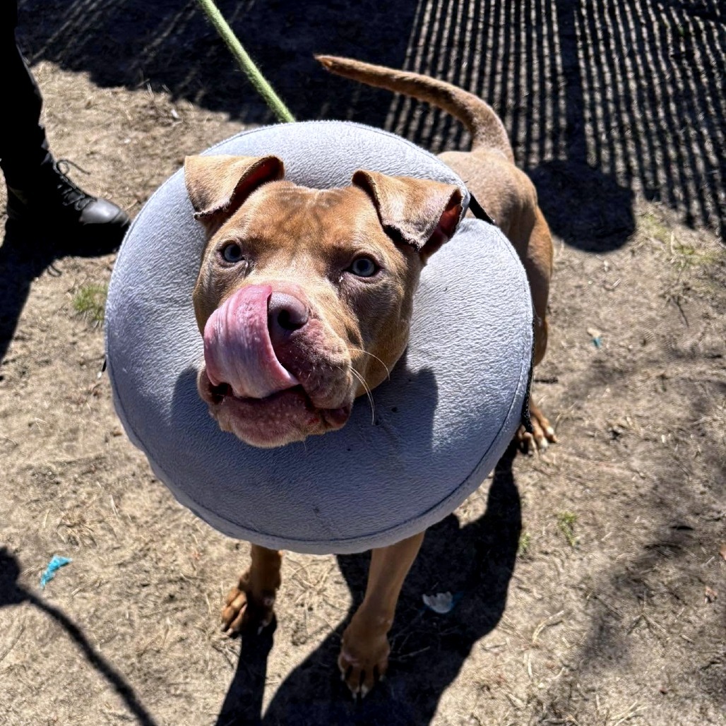Jobe (In Foster)