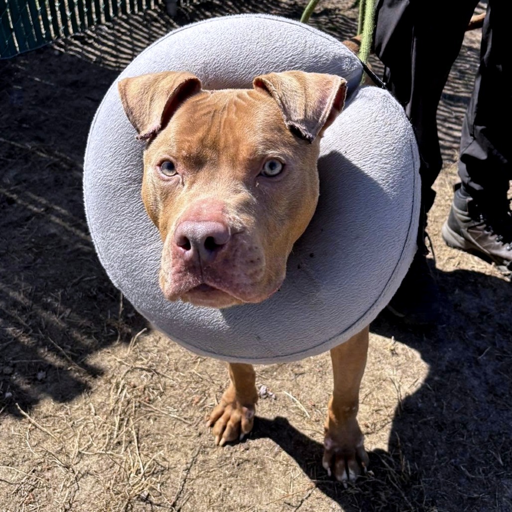 Jobe (In Foster)