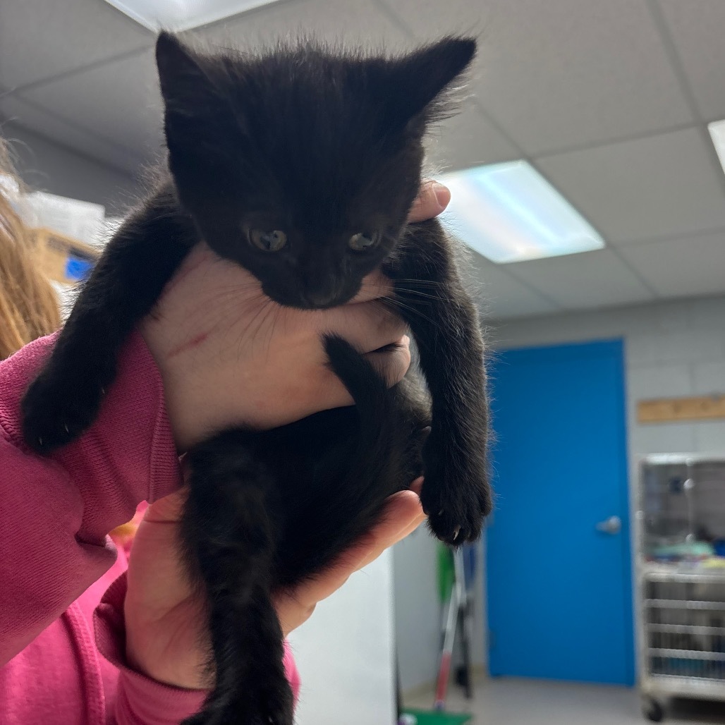 Muppet (Petsmart)