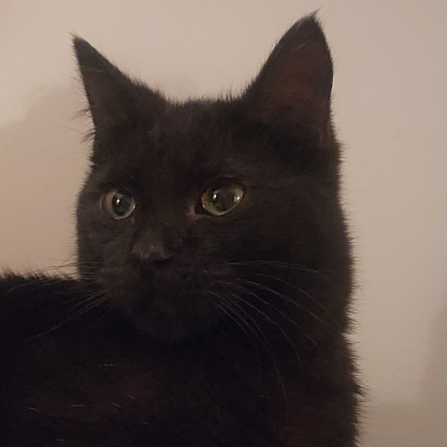 Pookie-Foster