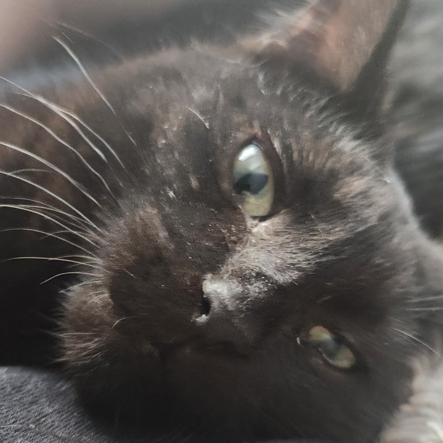 Pookie-Foster