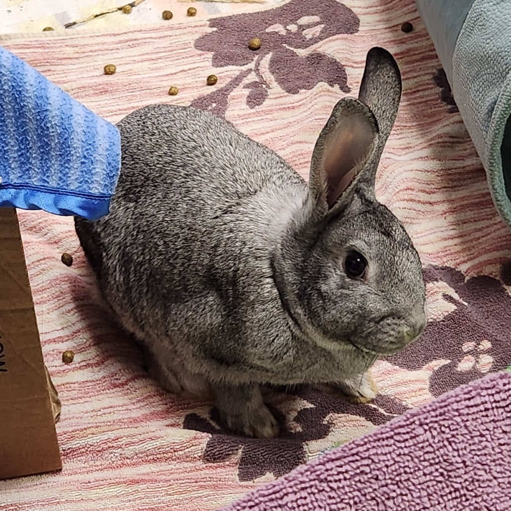 Greta