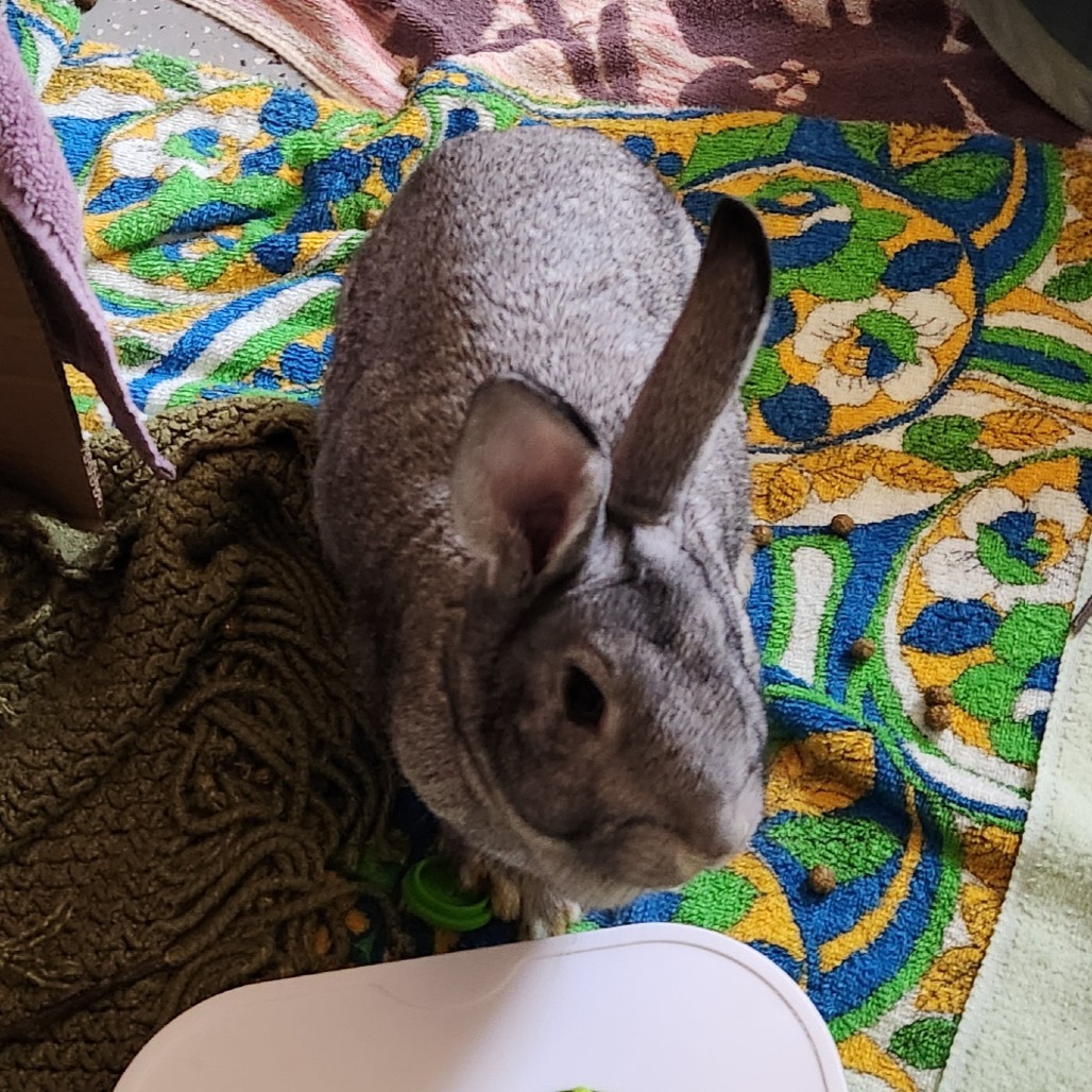 Greta