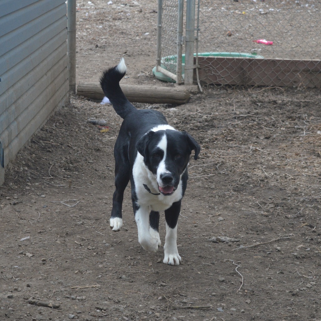 Chase, an adoptable Mixed Breed in North Battleford, SK, S9A 2M7 | Photo Image 3