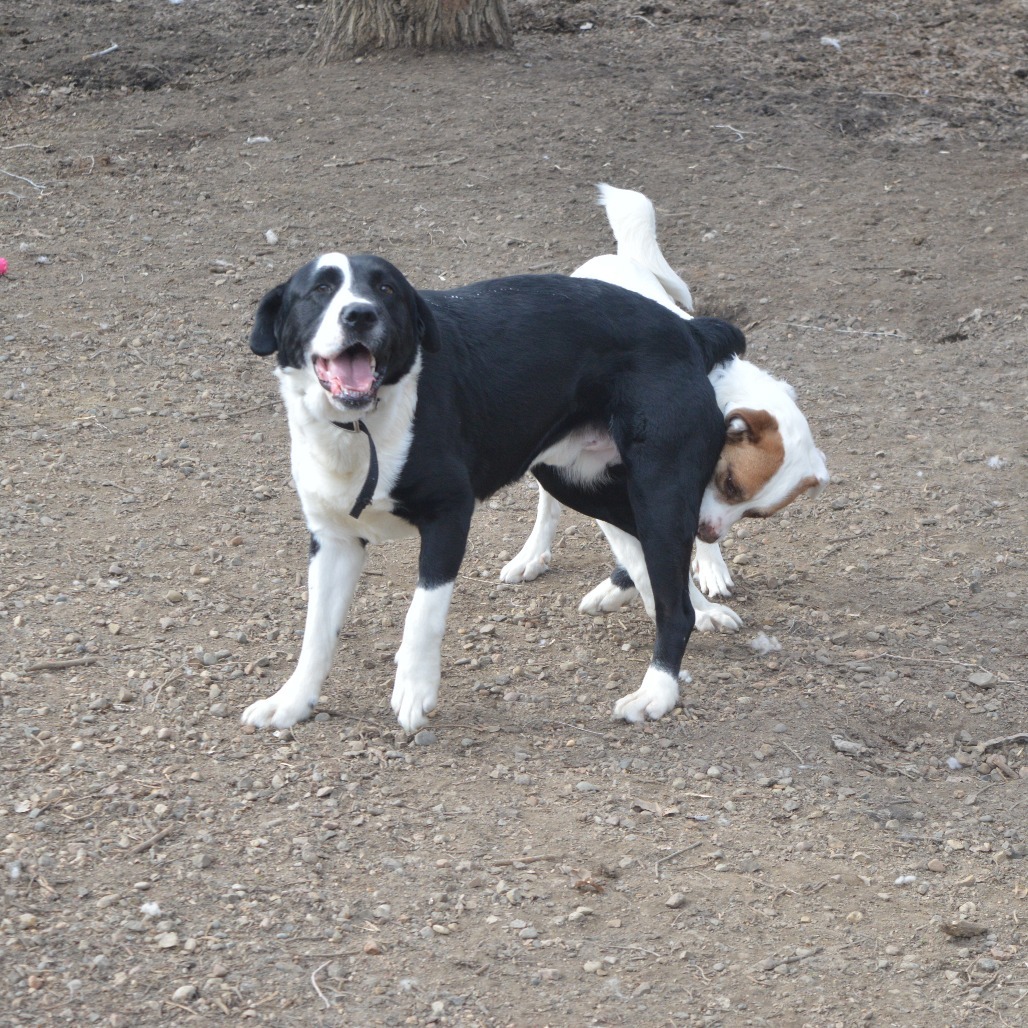 Chase, an adoptable Mixed Breed in North Battleford, SK, S9A 2M7 | Photo Image 4