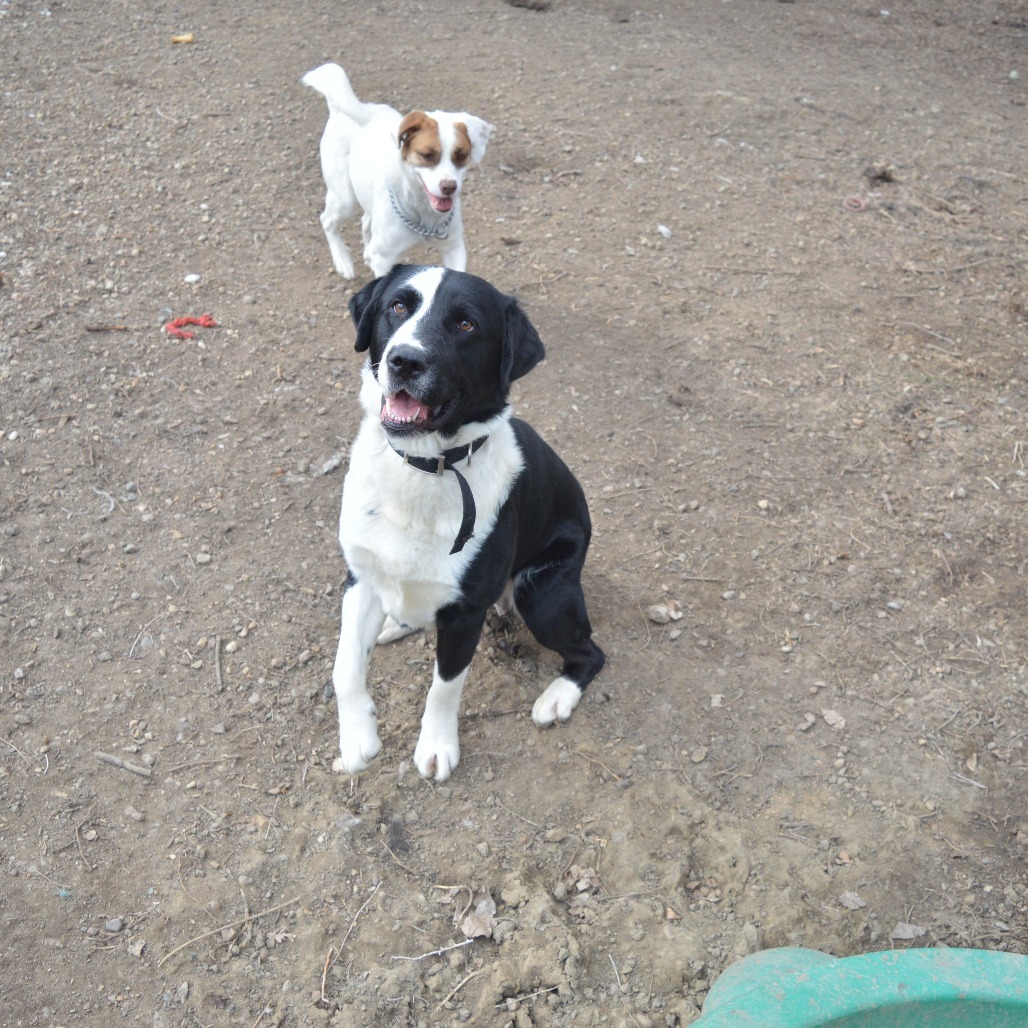 Chase, an adoptable Mixed Breed in North Battleford, SK, S9A 2M7 | Photo Image 5