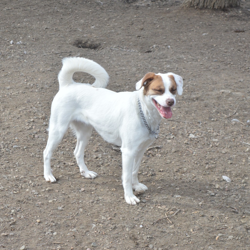 Lucy, an adoptable Pit Bull Terrier, Collie in North Battleford, SK, S9A 2M7 | Photo Image 1