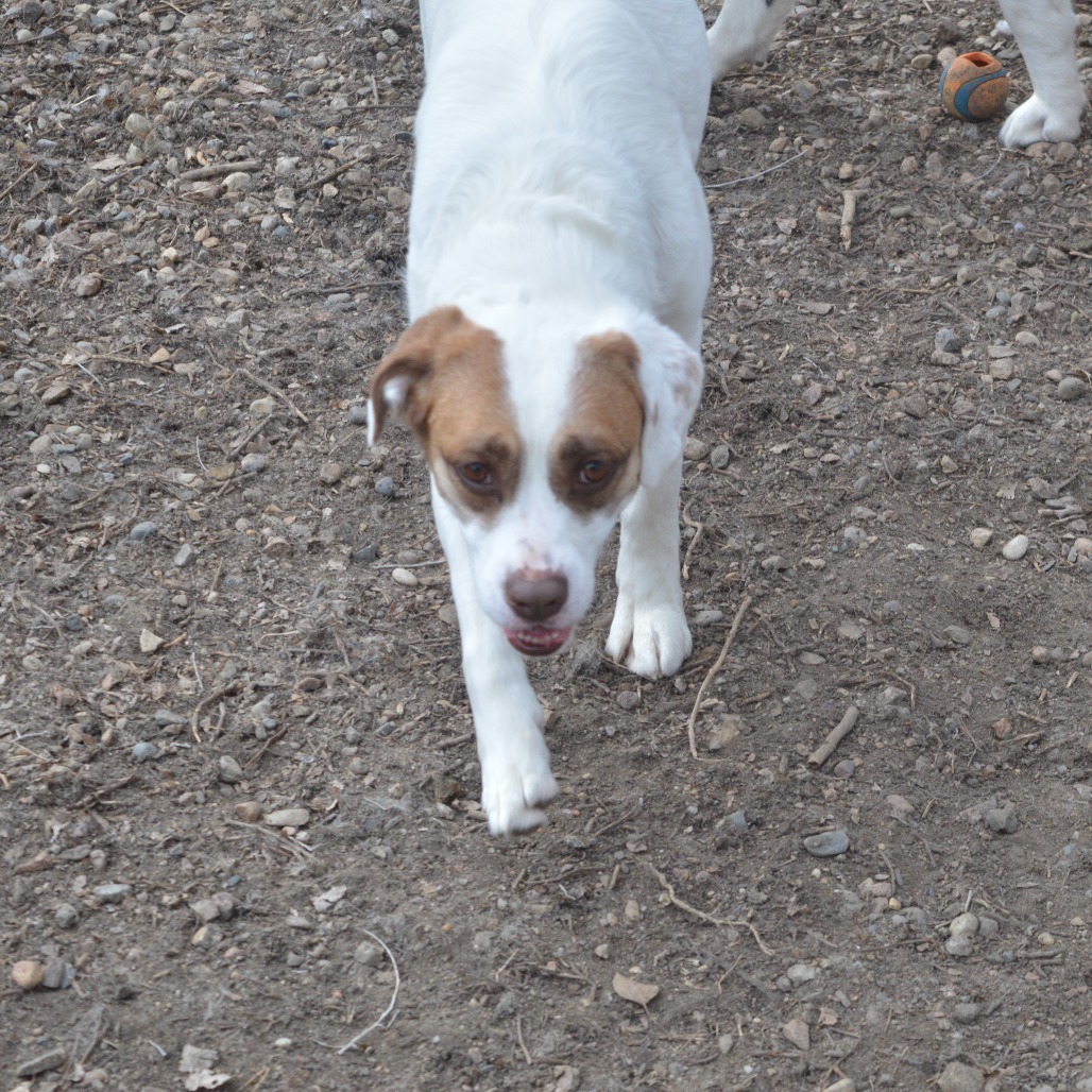Lucy, an adoptable Pit Bull Terrier, Collie in North Battleford, SK, S9A 2M7 | Photo Image 2