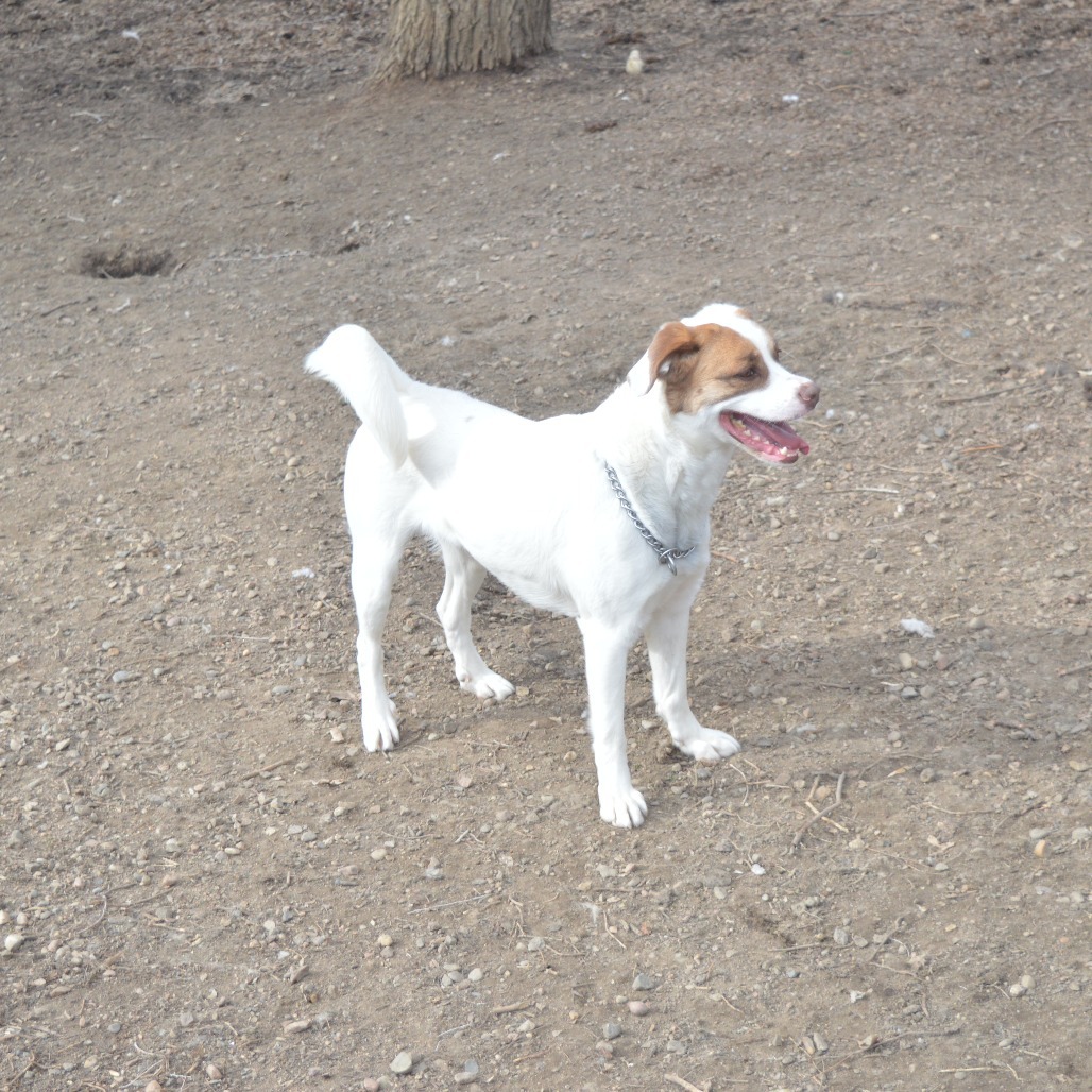 Lucy, an adoptable Pit Bull Terrier, Collie in North Battleford, SK, S9A 2M7 | Photo Image 4