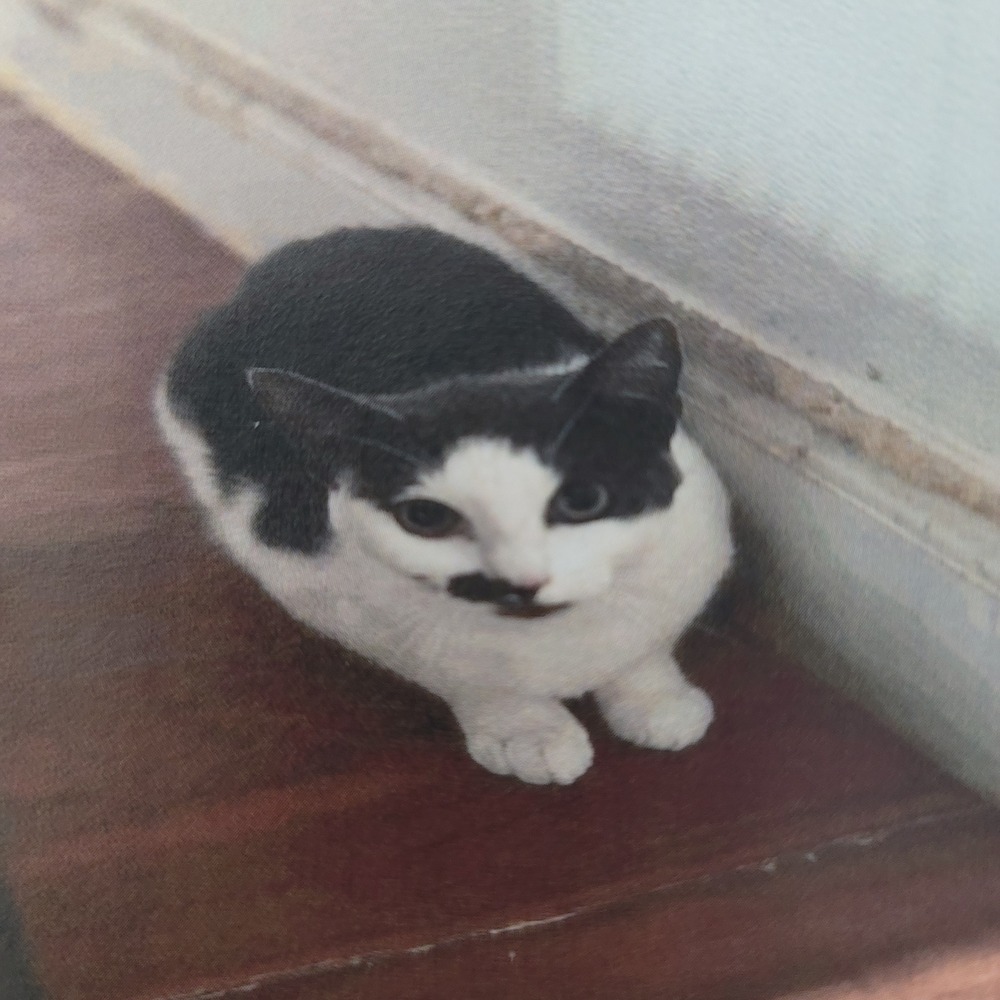Rooty, an adoptable Domestic Short Hair in Fort Walton Beach, FL, 32548 | Photo Image 1