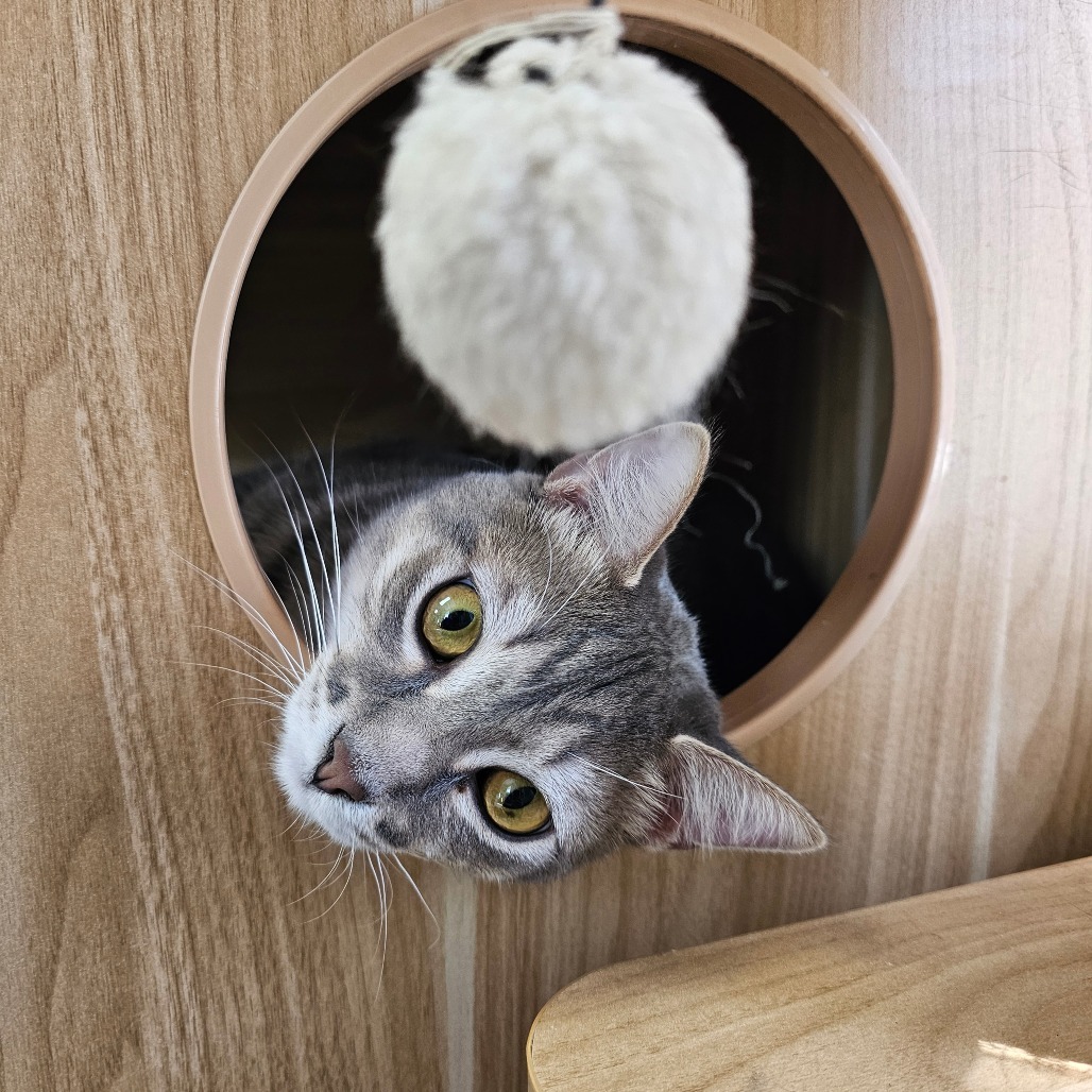 July, an adoptable Domestic Short Hair in Duncan, OK, 73533 | Photo Image 1