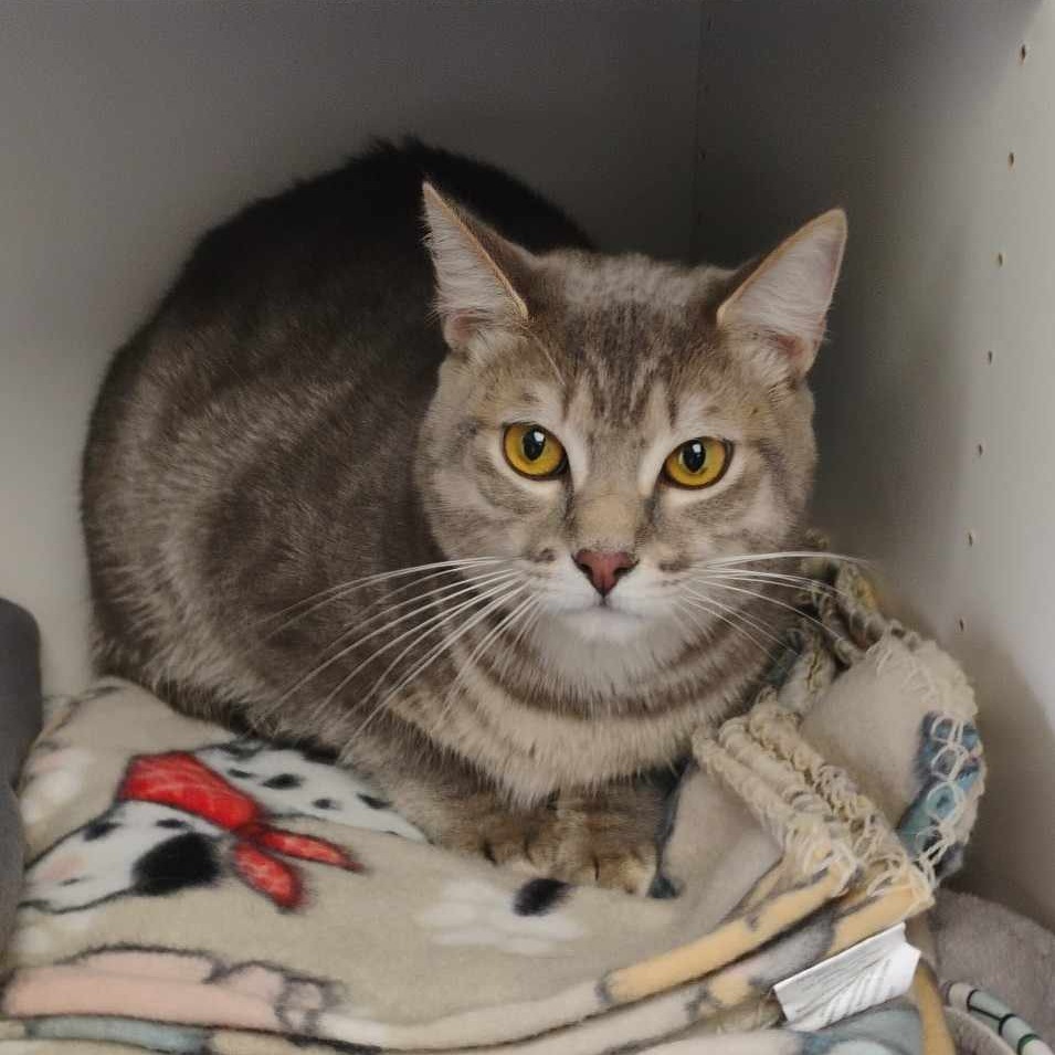 July, an adoptable Domestic Short Hair in Duncan, OK, 73533 | Photo Image 2