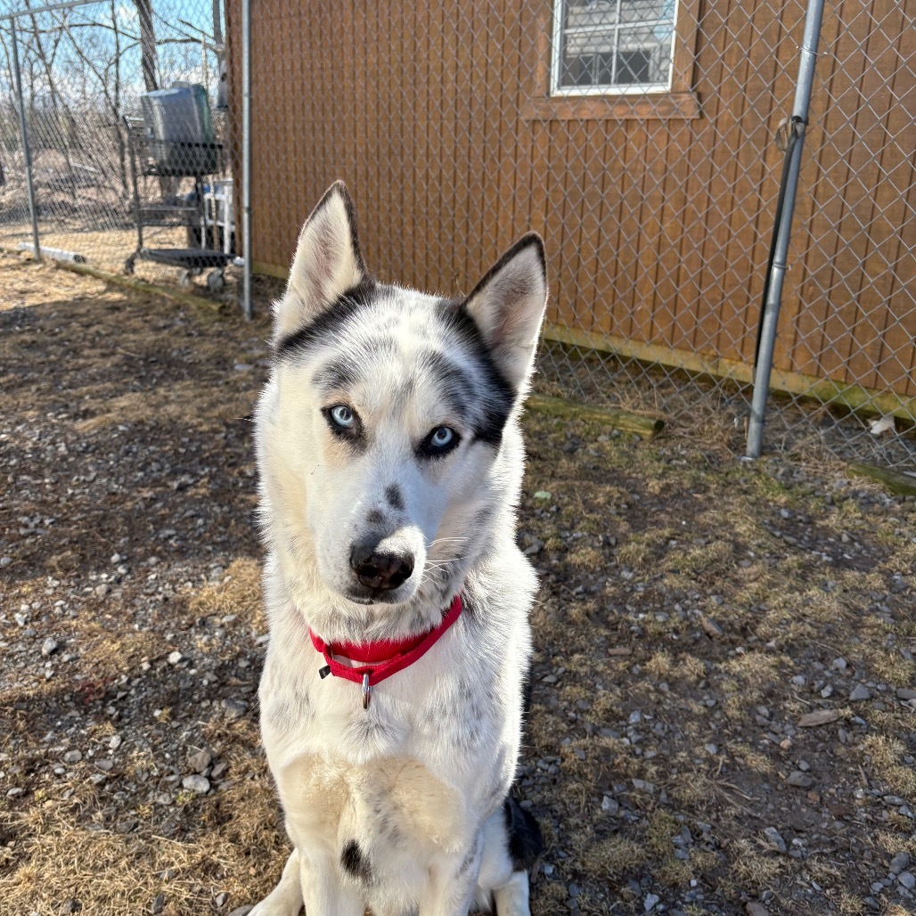 Suko