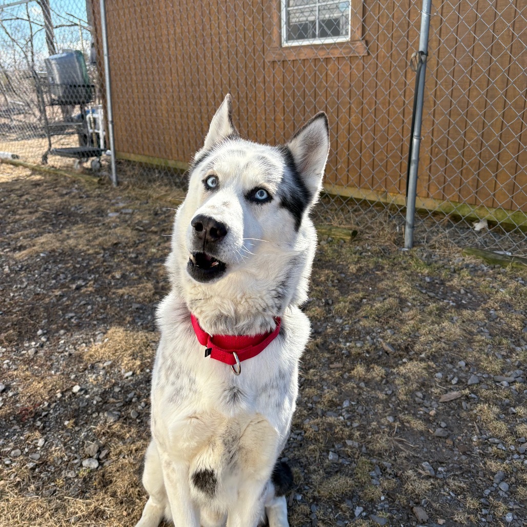 Suko