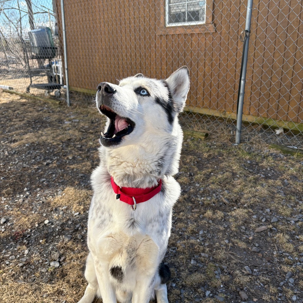 Suko