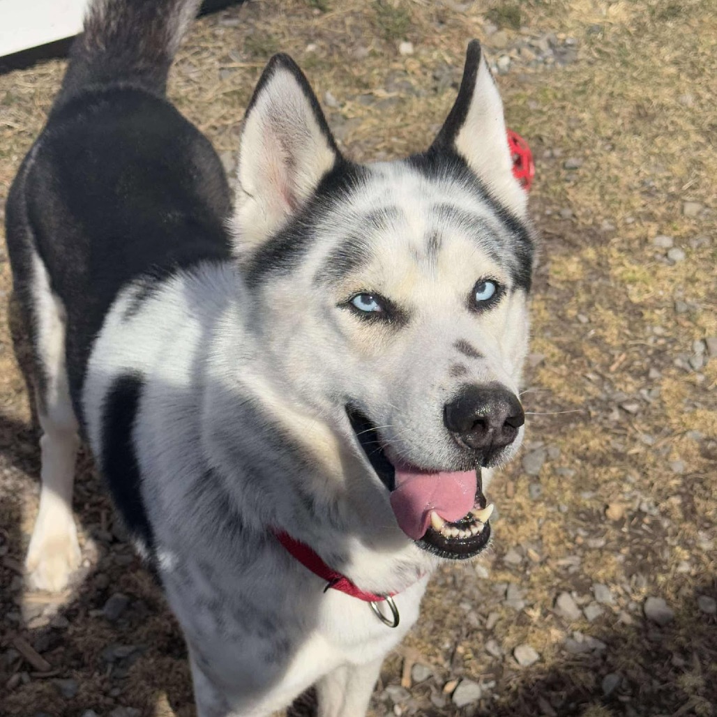 Suko