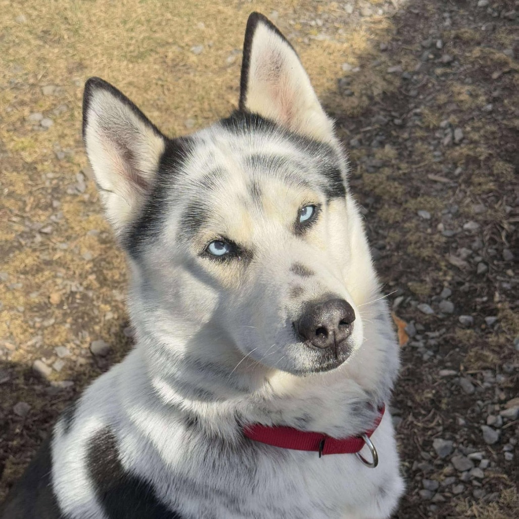 Suko
