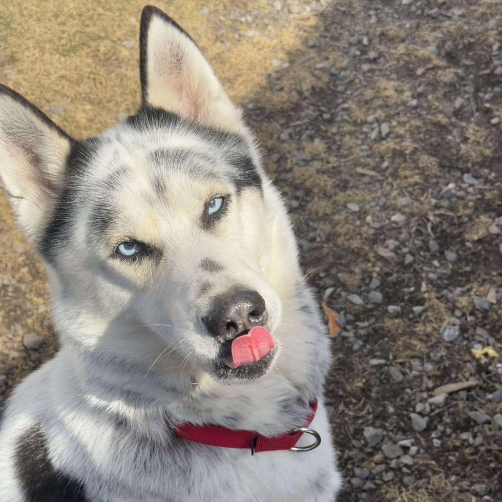Suko