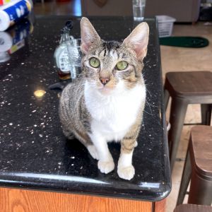 Kiva Domestic Short Hair Cat