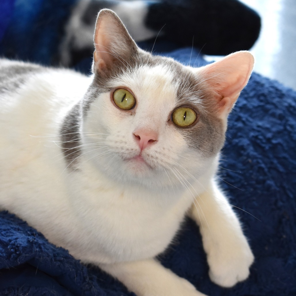 Maxwell, an adoptable Domestic Short Hair in Rifle, CO, 81650 | Photo Image 1