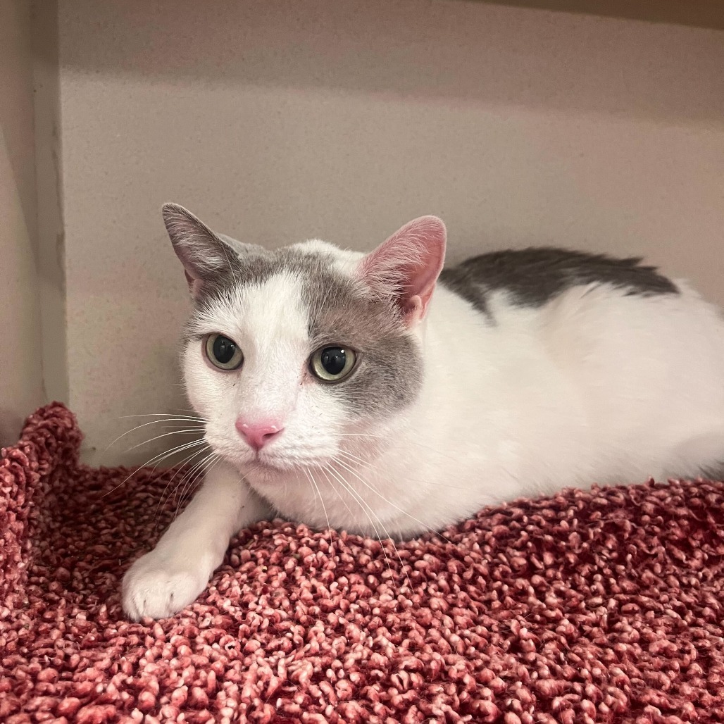 Maxwell, an adoptable Domestic Short Hair in Rifle, CO, 81650 | Photo Image 2