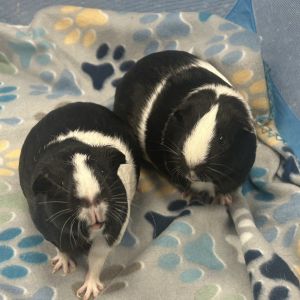 Noodles, Adult Female Guinea Pig