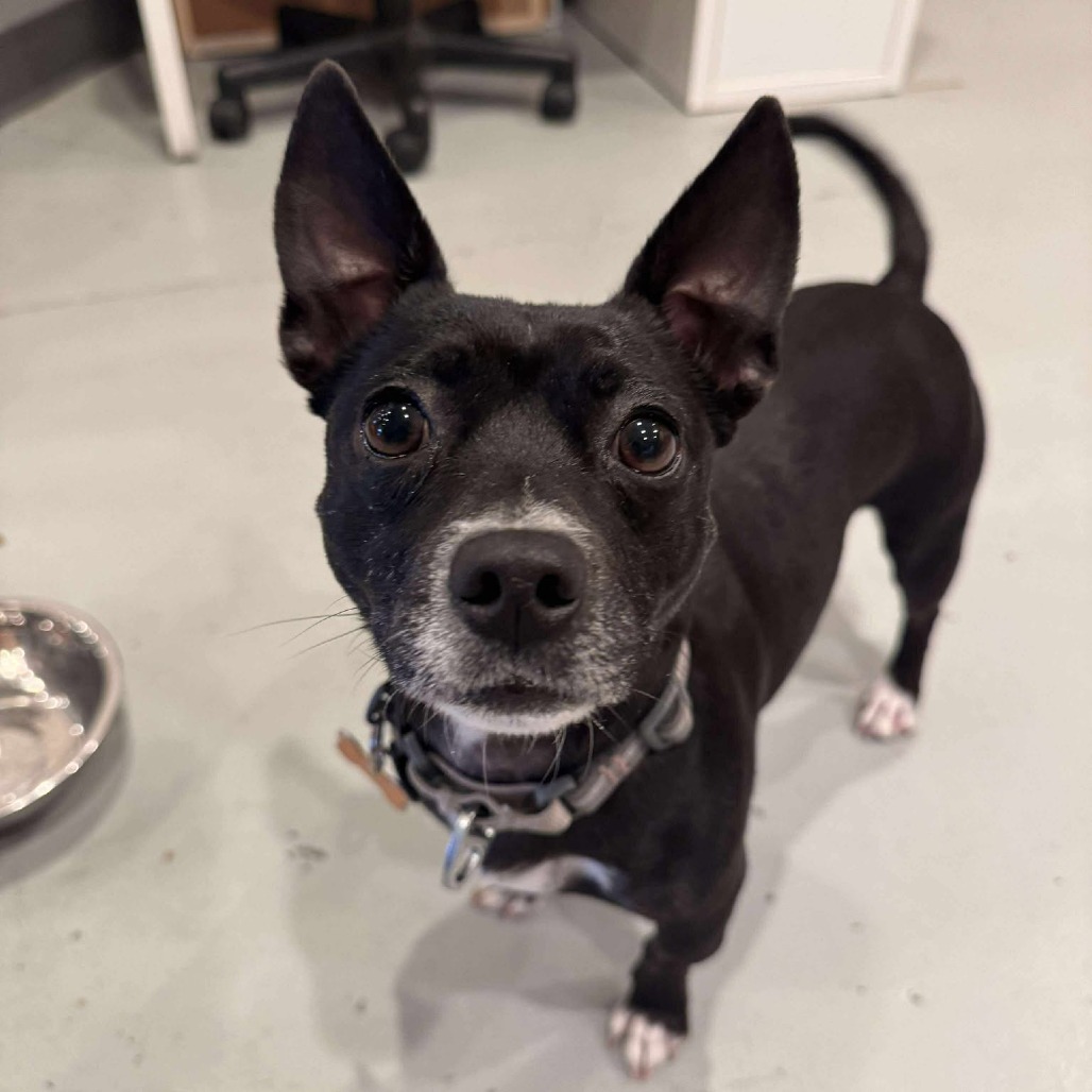 Nora, an adoptable Mixed Breed in Bend, OR, 97702 | Photo Image 1