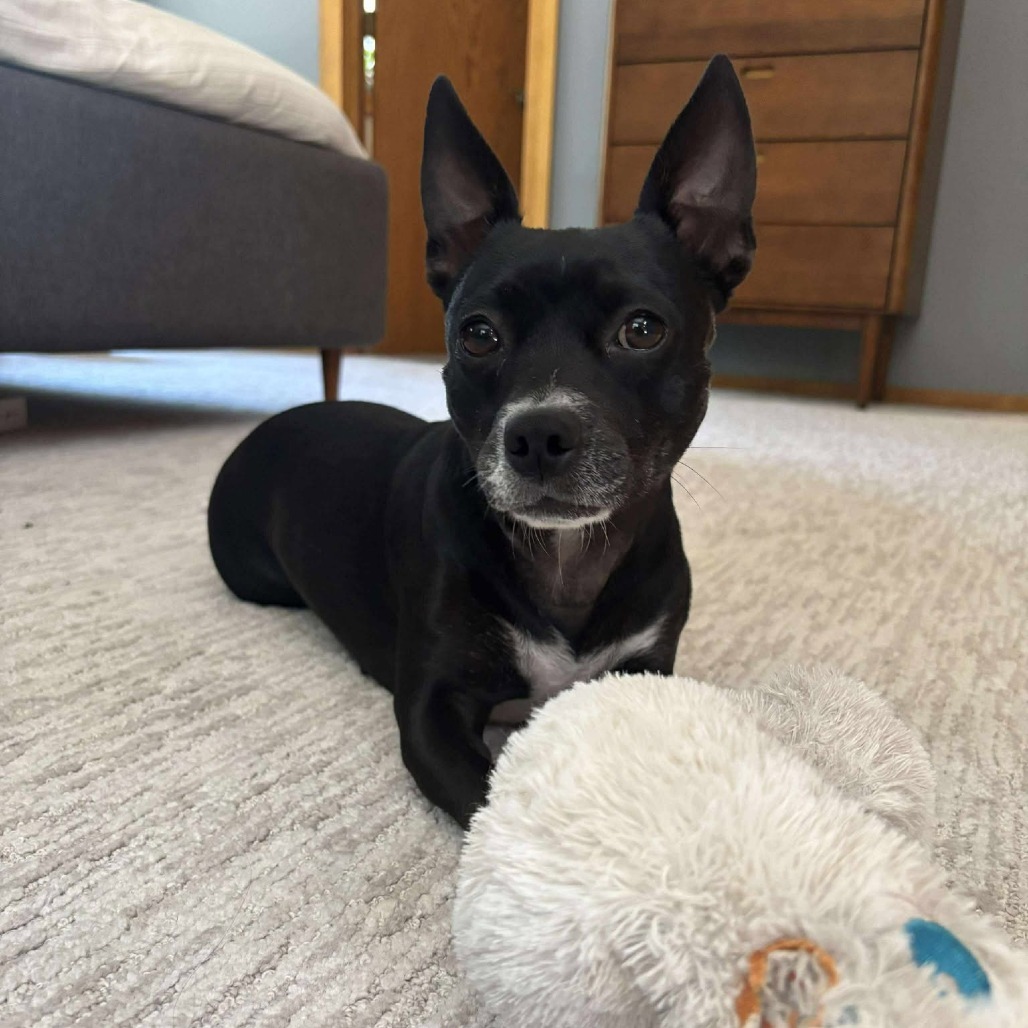 Nora, an adoptable Mixed Breed in Bend, OR, 97702 | Photo Image 1