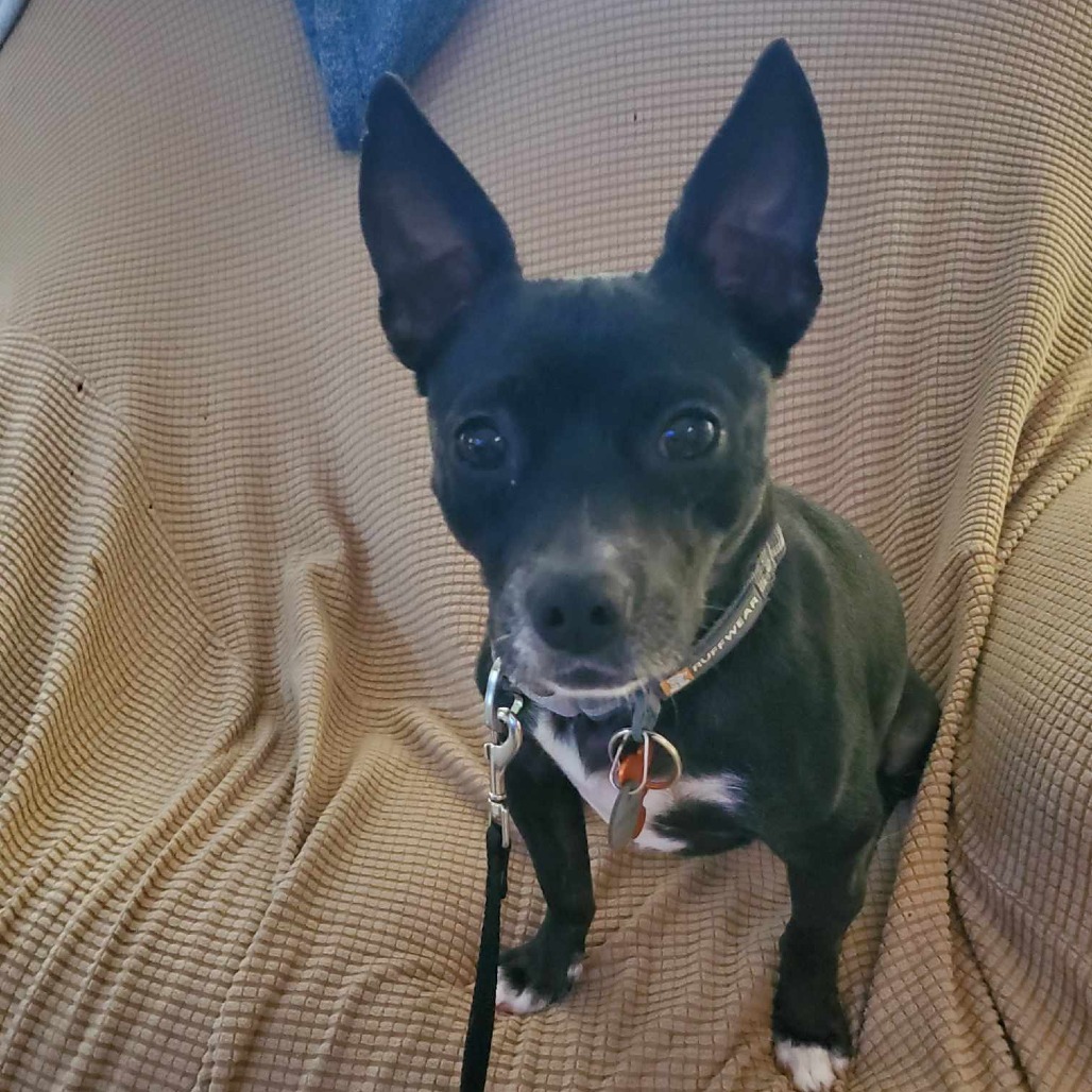 Nora, an adoptable Mixed Breed in Bend, OR, 97702 | Photo Image 2
