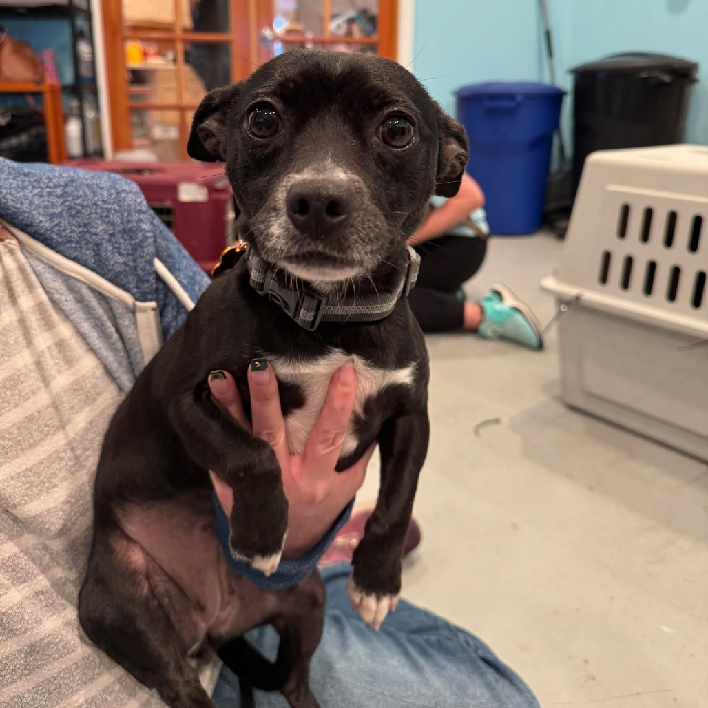 Nora, an adoptable Mixed Breed in Bend, OR, 97702 | Photo Image 3