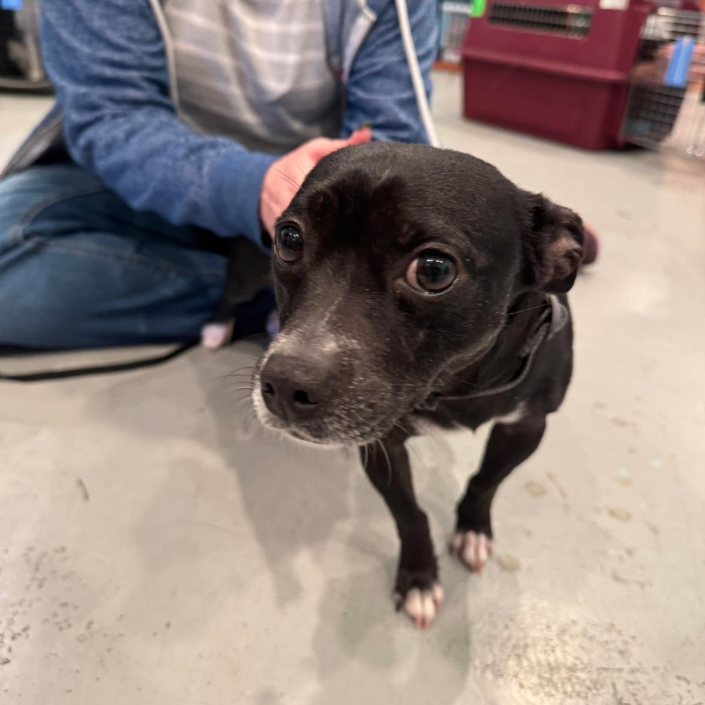 Nora, an adoptable Mixed Breed in Bend, OR, 97702 | Photo Image 4